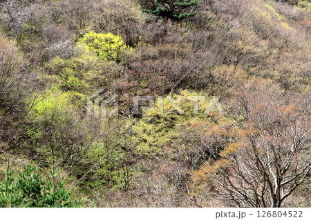 山桜と若葉の頃　　　駒ヶ根市　　　信州の風景 126804522