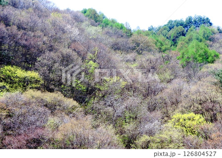 山桜と若葉の頃　　　駒ヶ根市　　　信州の風景 126804527
