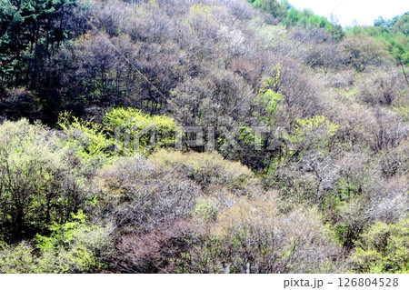 山桜と若葉の頃   駒ヶ根市   信州の風景 山桜と若葉の頃   駒ヶ根市   信州の風景 126804528