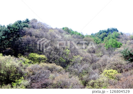 山桜と若葉の頃　　　駒ヶ根市　　　信州の風景 126804529