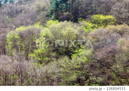 山桜と若葉の頃 駒ヶ根市 信州の風景 山桜と若葉の頃 駒ヶ根市 信州の風景 126804531