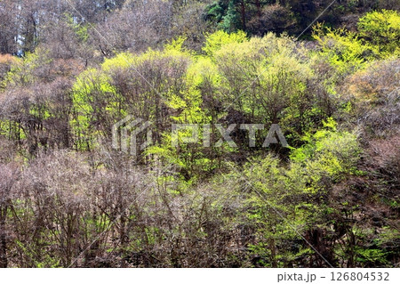 山桜と若葉の頃 駒ヶ根市 信州の風景 山桜と若葉の頃 駒ヶ根市 信州の風景 126804532