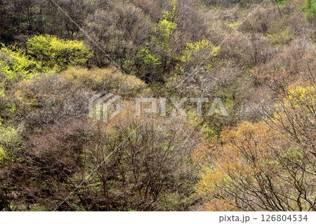山桜と若葉の頃 駒ヶ根市 信州の風景 山桜と若葉の頃 駒ヶ根市 信州の風景 126804534