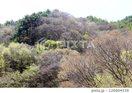 山桜と若葉の頃　　　駒ヶ根市　　　信州の風景 126804539