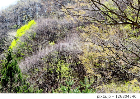 山桜と若葉の頃　　　駒ヶ根市　　　信州の風景 126804540