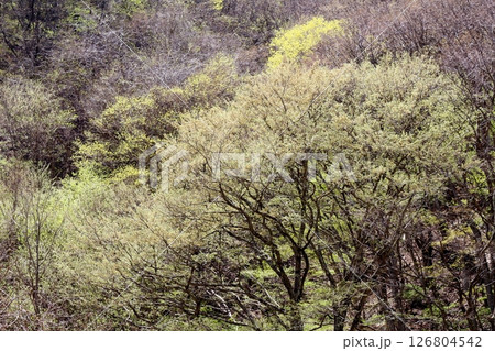 山桜と若葉の頃 駒ヶ根市 信州の風景 山桜と若葉の頃 駒ヶ根市 信州の風景 126804542