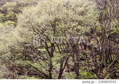 山桜と若葉の頃　　　駒ヶ根市　　　信州の風景 126804543