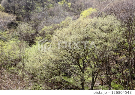 山桜と若葉の頃 駒ヶ根市 信州の風景 山桜と若葉の頃 駒ヶ根市 信州の風景 126804548