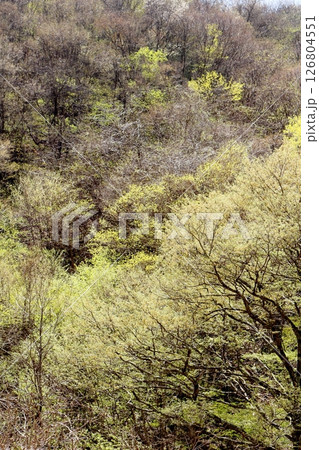 山桜と若葉の頃 駒ヶ根市 信州の風景 山桜と若葉の頃 駒ヶ根市 信州の風景 126804551