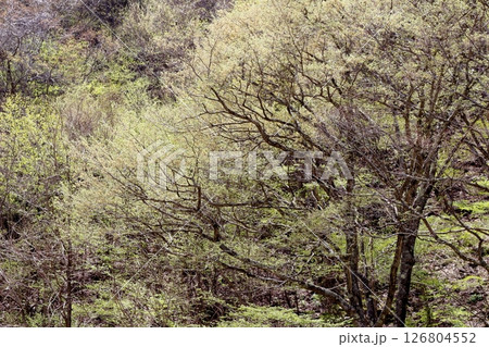 山桜と若葉の頃　　　駒ヶ根市　　　信州の風景 126804552