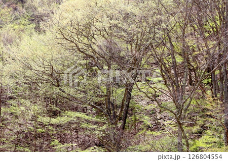 山桜と若葉の頃　　　駒ヶ根市　　　信州の風景 126804554