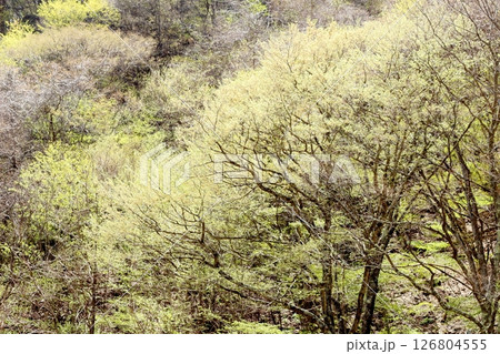 山桜と若葉の頃 駒ヶ根市 信州の風景 山桜と若葉の頃 駒ヶ根市 信州の風景 126804555