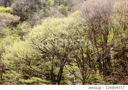山桜と若葉の頃 駒ヶ根市 信州の風景 山桜と若葉の頃 駒ヶ根市 信州の風景 126804557