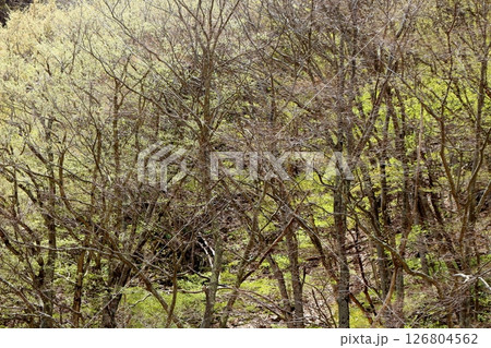 山桜と若葉の頃   駒ヶ根市   信州の風景 山桜と若葉の頃   駒ヶ根市   信州の風景 126804562