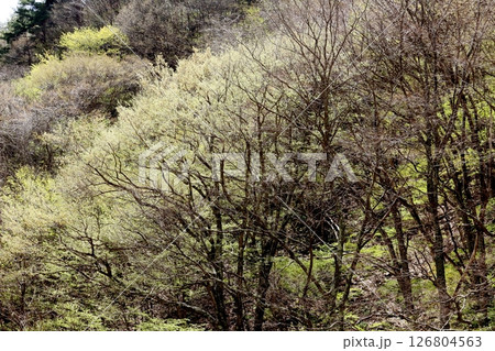 山桜と若葉の頃   駒ヶ根市   信州の風景 山桜と若葉の頃   駒ヶ根市   信州の風景 126804563