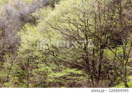 山桜と若葉の頃 駒ヶ根市 信州の風景 山桜と若葉の頃 駒ヶ根市 信州の風景 126804565