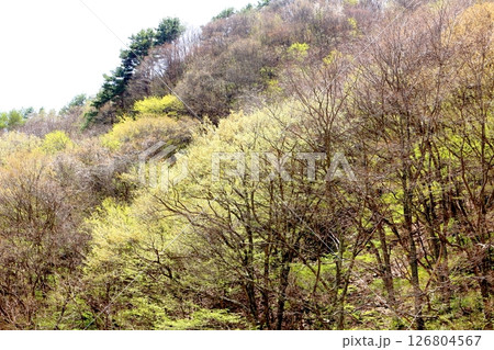 山桜と若葉の頃 駒ヶ根市 信州の風景 山桜と若葉の頃 駒ヶ根市 信州の風景 126804567