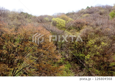 山桜と若葉の頃　　　駒ヶ根市　　　信州の風景 126804568