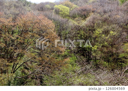 山桜と若葉の頃 駒ヶ根市 信州の風景 山桜と若葉の頃 駒ヶ根市 信州の風景 126804569