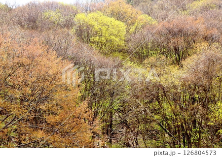 山桜と若葉の頃   駒ヶ根市   信州の風景 山桜と若葉の頃   駒ヶ根市   信州の風景 126804573