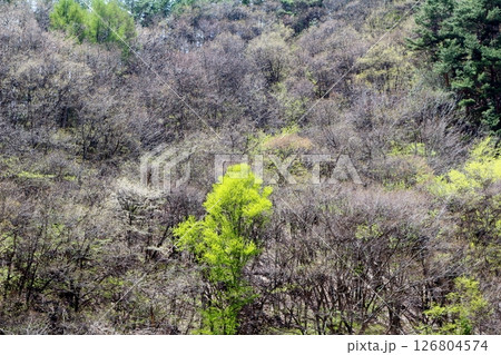山桜と若葉の頃　　　駒ヶ根市　　　信州の風景 126804574