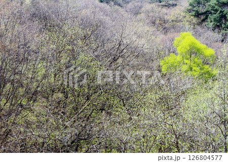 山桜と若葉の頃　　　駒ヶ根市　　　信州の風景 126804577