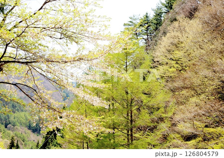 山桜と若葉の頃 駒ヶ根市 信州の風景 山桜と若葉の頃 駒ヶ根市 信州の風景 126804579
