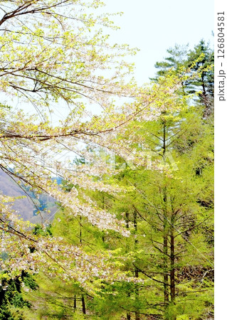 山桜と若葉の頃 駒ヶ根市 信州の風景 山桜と若葉の頃 駒ヶ根市 信州の風景 126804581