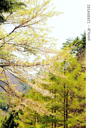 山桜と若葉の頃 駒ヶ根市 信州の風景 山桜と若葉の頃 駒ヶ根市 信州の風景 126804582