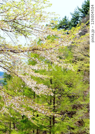 山桜と若葉の頃　　　駒ヶ根市　　　信州の風景 126804584