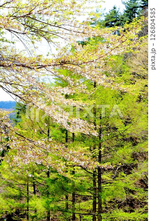山桜と若葉の頃   駒ヶ根市   信州の風景 山桜と若葉の頃   駒ヶ根市   信州の風景 126804585