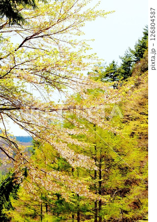 山桜と若葉の頃 駒ヶ根市 信州の風景 山桜と若葉の頃 駒ヶ根市 信州の風景 126804587