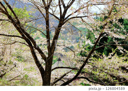 山桜と若葉の頃   駒ヶ根市   信州の風景 山桜と若葉の頃   駒ヶ根市   信州の風景 126804589