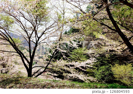 山桜と若葉の頃　　　駒ヶ根市　　　信州の風景 126804593