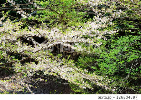 山桜と若葉の頃　　　駒ヶ根市　　　信州の風景 126804597