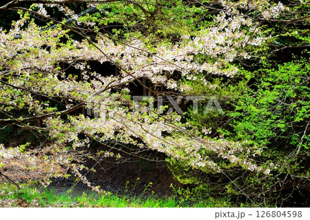 山桜と若葉の頃   駒ヶ根市   信州の風景 山桜と若葉の頃   駒ヶ根市   信州の風景 126804598