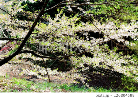 山桜と若葉の頃   駒ヶ根市   信州の風景 山桜と若葉の頃   駒ヶ根市   信州の風景 126804599