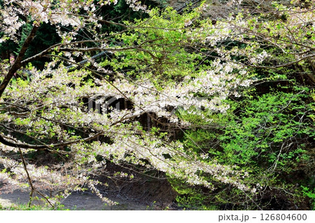 山桜と若葉の頃 駒ヶ根市 信州の風景 山桜と若葉の頃 駒ヶ根市 信州の風景 126804600