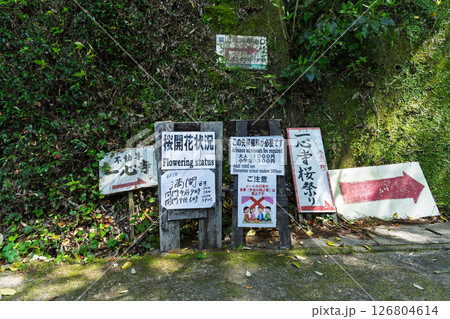 ううららかな春日和に映える境内風景 「不動尊一心寺の桜(大分県)」 ううららかな春日和に映える境内風景 「不動尊一心寺の桜(大分県)」 126804614