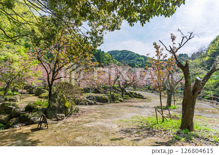 ううららかな春日和に映える境内風景 「不動尊一心寺の桜(大分県)」 ううららかな春日和に映える境内風景 「不動尊一心寺の桜(大分県)」 126804615