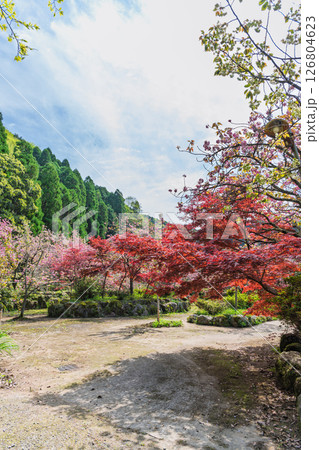 ううららかな春日和に映える境内風景 「不動尊一心寺の桜(大分県)」 ううららかな春日和に映える境内風景 「不動尊一心寺の桜(大分県)」 126804623