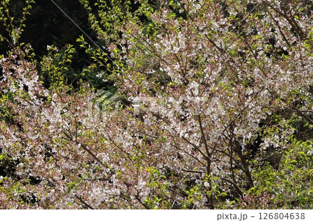 山桜と若葉の頃 駒ヶ根市 信州の風景 山桜と若葉の頃 駒ヶ根市 信州の風景 126804638