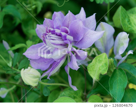 キンポウゲ科クレマチスの開花 126804670