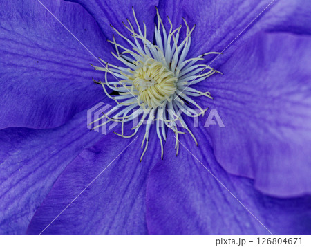 キンポウゲ科クレマチスの開花 126804671