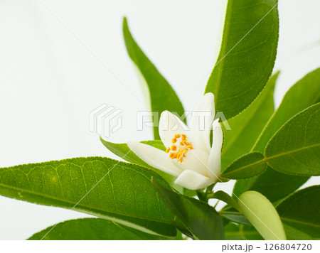 ゆずの花　　スタジオ撮影 126804720