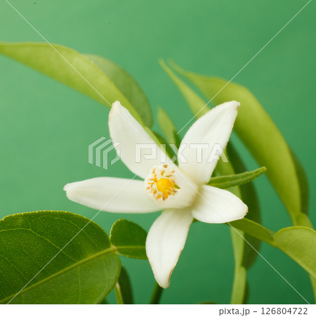 ゆずの花　　スタジオ撮影 126804722