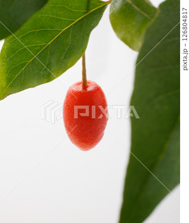 グミの実 白バック グミの実 白バック 126804817