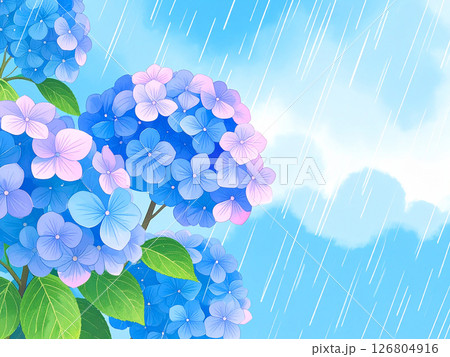 紫陽花　雨　梅雨 126804916