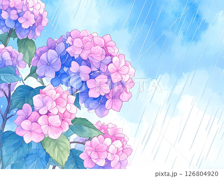紫陽花　雨　梅雨 126804920