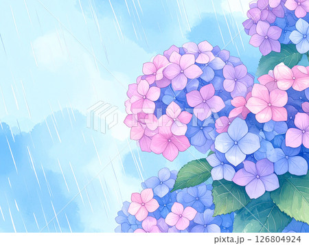 紫陽花　雨　梅雨 126804924